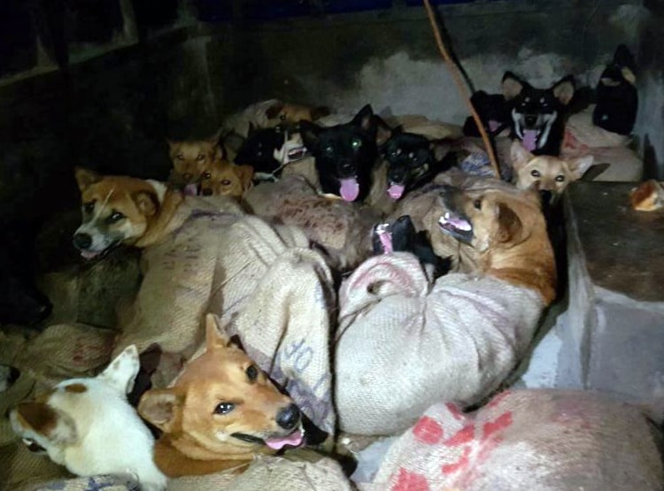 यहां हर साल कटते हैं 30 हजार कुत्ते, 50 रु. में पकड़कर 4 हजार में बिक्री