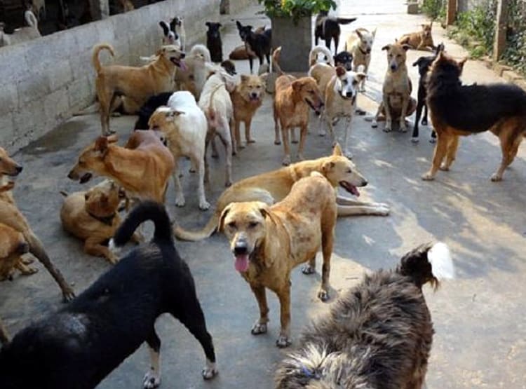 यहां हर साल कटते हैं 30 हजार कुत्ते, 50 रु. में पकड़कर 4 हजार में बिक्री