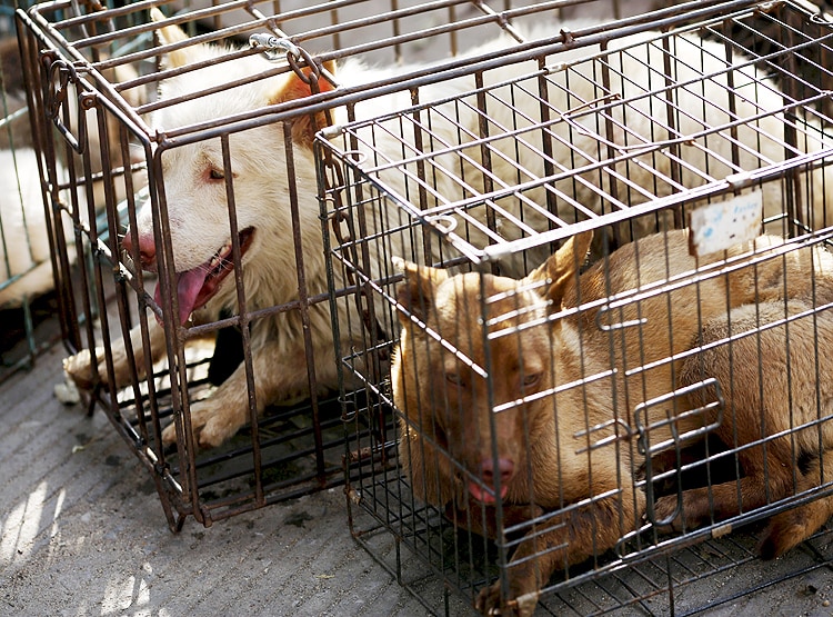 PETA की भारत को चेतावनी- अवैध 'वेट मार्केट' से आ सकती है नई महामारी