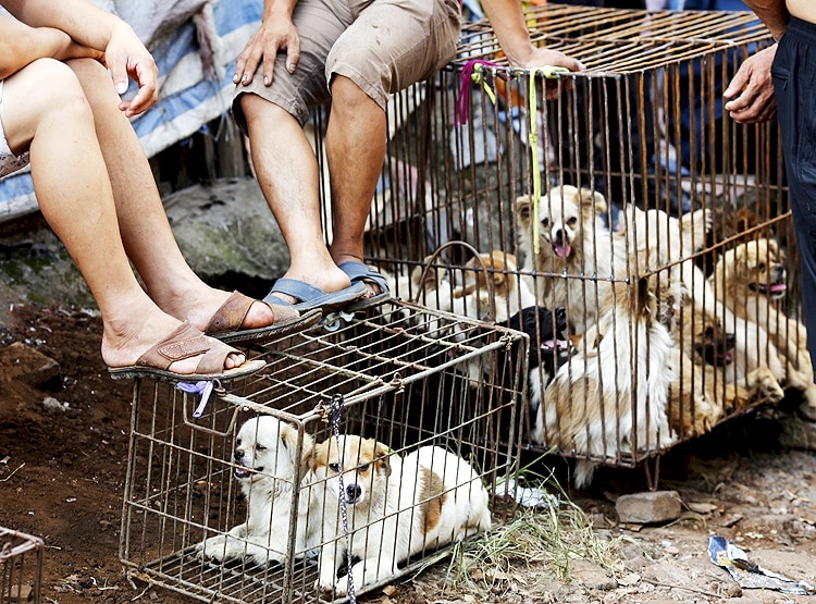 PETA की भारत को चेतावनी- अवैध 'वेट मार्केट' से आ सकती है नई महामारी