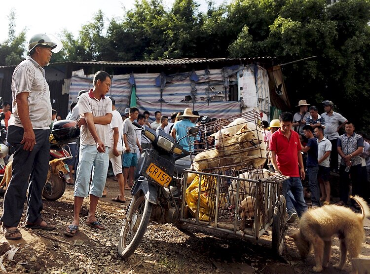 PETA की भारत को चेतावनी- अवैध 'वेट मार्केट' से आ सकती है नई महामारी