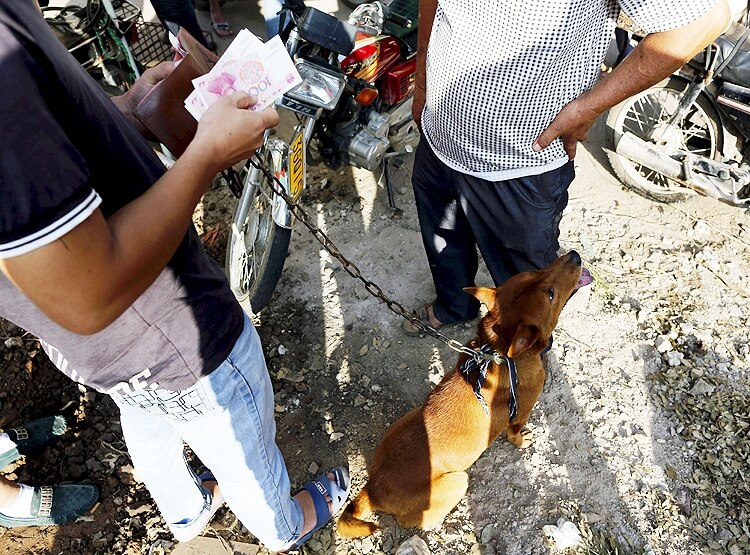 PETA की भारत को चेतावनी- अवैध 'वेट मार्केट' से आ सकती है नई महामारी