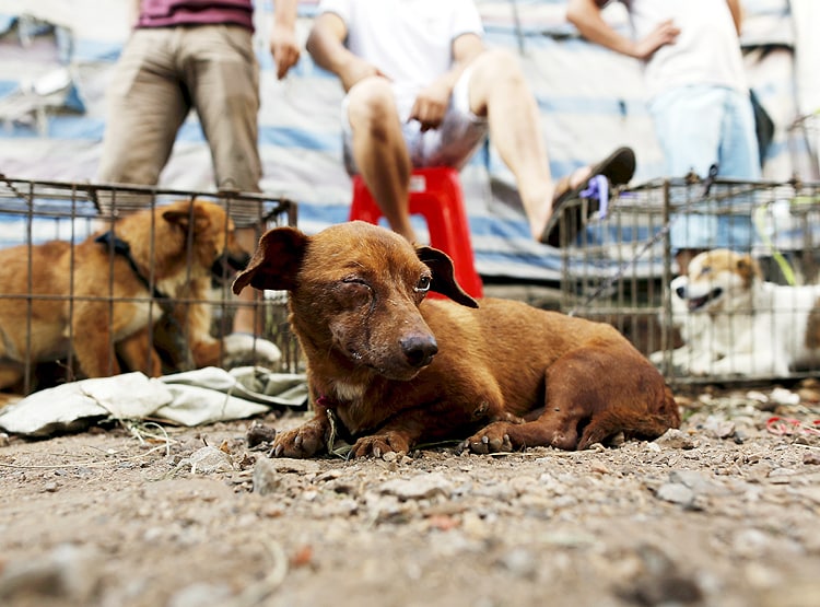 PETA की भारत को चेतावनी- अवैध 'वेट मार्केट' से आ सकती है नई महामारी