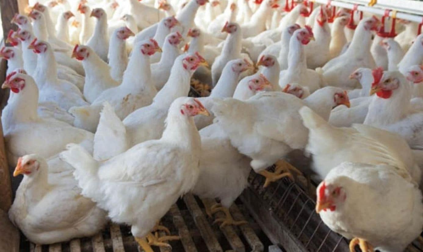 मुर्गी ने अंडे की जगह दिया चूजे को जन्म, देखकर हैरान रह गए लोग