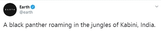 कर्नाटक के जंगलों में नजर आया ब्लैक पैंथर, तस्वीरें देख लोग हैरान