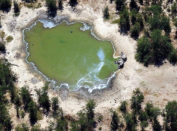 इस देश में 350 हाथियों की रहस्यमयी मौत, जंगल में बिखरी पड़ी हैं लाशें