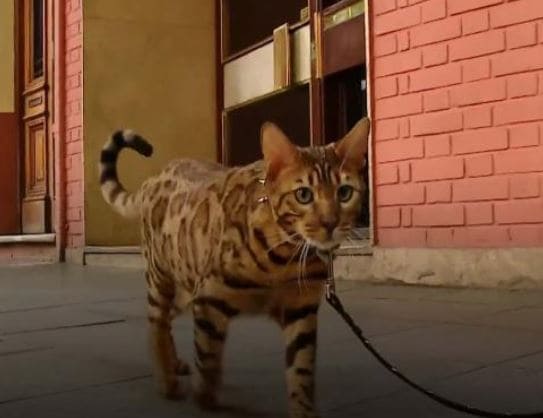 दरिंदगी की हदें पार, बिल्ली के बच्चे से एक हफ्ते तक गैंगरेप, मौत