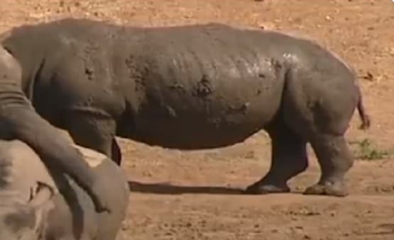 गैंडे को दुलारता हुआ दिखा हाथी, वीडियो देख लोग बोले- वाह
