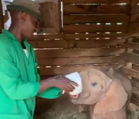 बोतल से दूध पी रहा हाथी का बच्चा, वीडियो देख लोग बोले- क्यूट