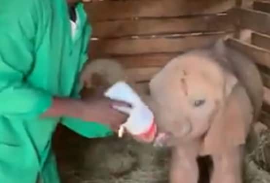 बोतल से दूध पी रहा हाथी का बच्चा, वीडियो देख लोग बोले- क्यूट