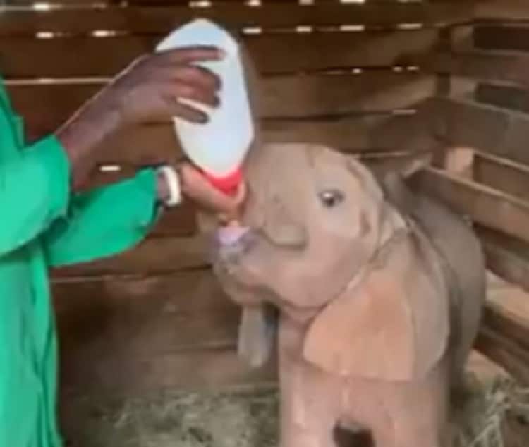बोतल से दूध पी रहा हाथी का बच्चा, वीडियो देख लोग बोले- क्यूट