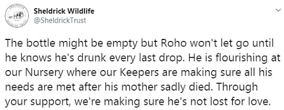 बोतल से दूध पी रहा हाथी का बच्चा, वीडियो देख लोग बोले- क्यूट