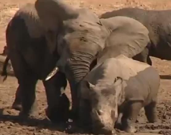 गैंडे को दुलारता हुआ दिखा हाथी, वीडियो देख लोग बोले- वाह