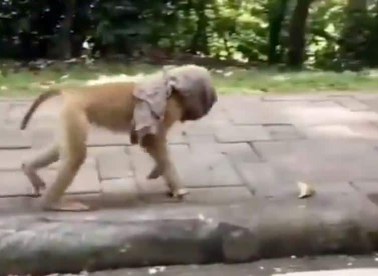 बंदर ने कुछ इस तरह किया अपना फेस कवर, वायरल हो रहा वीडियो