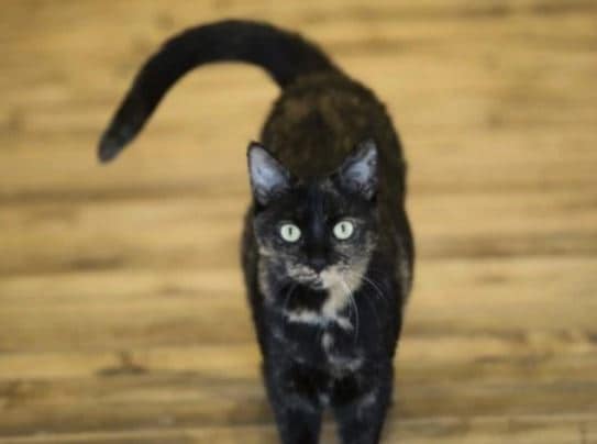 दरिंदगी की हदें पार, बिल्ली के बच्चे से एक हफ्ते तक गैंगरेप, मौत