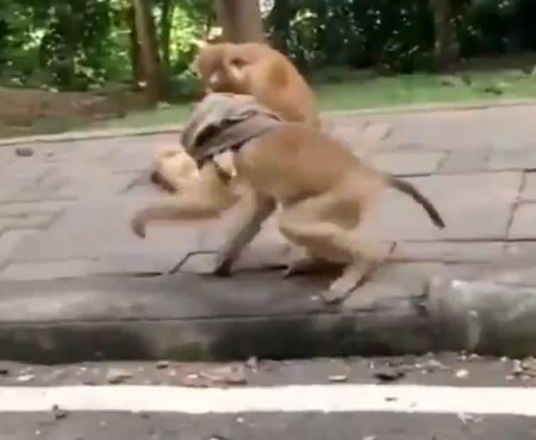 बंदर ने कुछ इस तरह किया अपना फेस कवर, वायरल हो रहा वीडियो