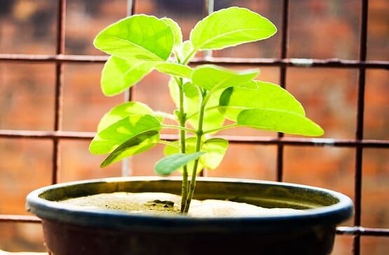 सावन के पहले शनिवार ना करें ये 10 गलतियां, उथल-पुथल मचा देंगे शनिदेव