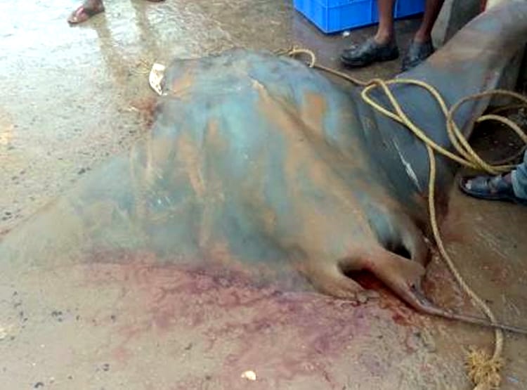 मछुआरे के जाल में फंसी 800 KG की दुर्लभ मछली, 20 लाख रुपये में बिकी