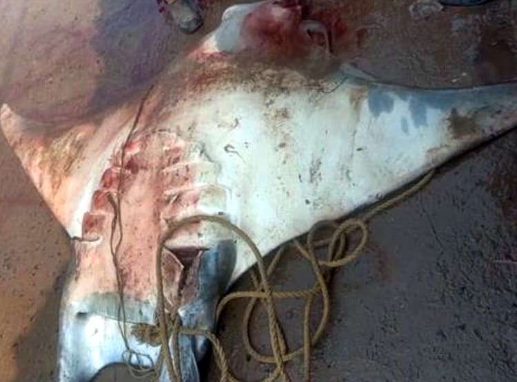 मछुआरे के जाल में फंसी 800 KG की दुर्लभ मछली, 20 लाख रुपये में बिकी