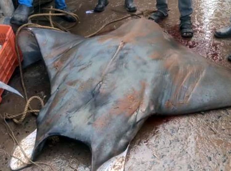 मछुआरे के जाल में फंसी 800 KG की दुर्लभ मछली, 20 लाख रुपये में बिकी