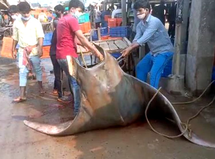मछुआरे के जाल में फंसी 800 KG की दुर्लभ मछली, 20 लाख रुपये में बिकी