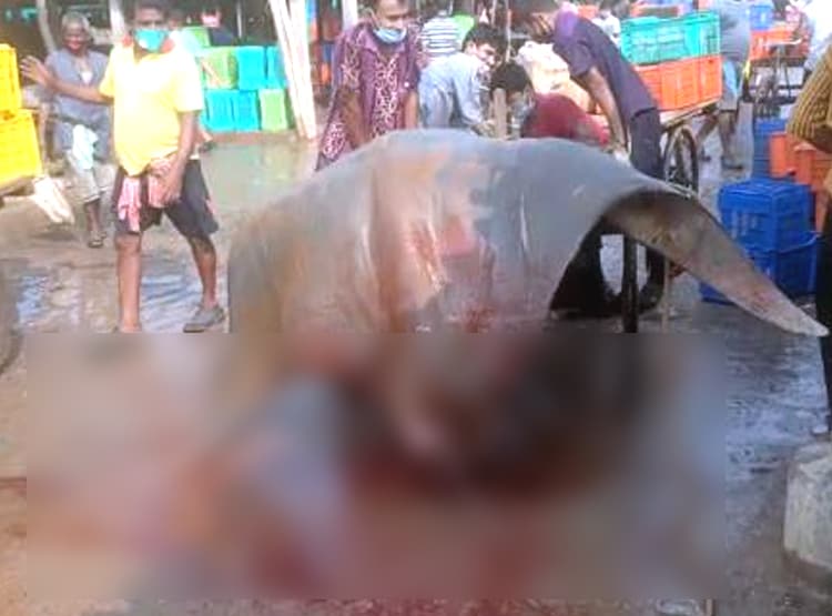 मछुआरे के जाल में फंसी 800 KG की दुर्लभ मछली, 20 लाख रुपये में बिकी