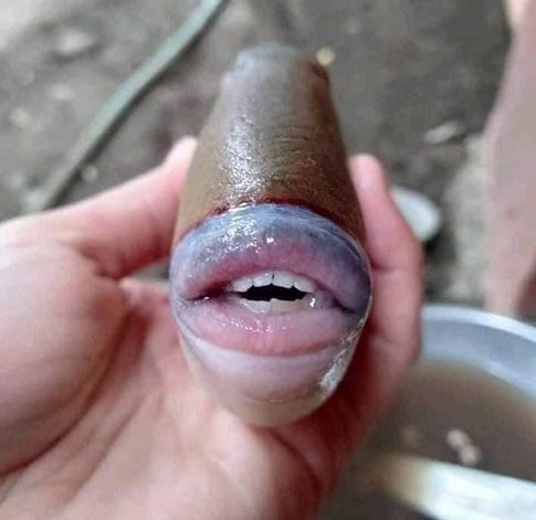 समंदर में मिली अनोखी मछली, इंसानों की तरह हैं होंठ और दांत