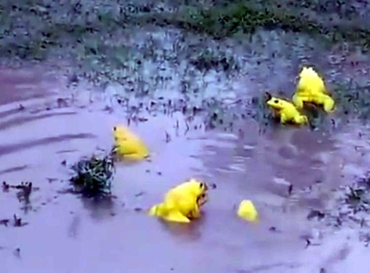 जमीन से अचानक निकलने लगे पीले मेढक, क्या होते हैं शुभ ?