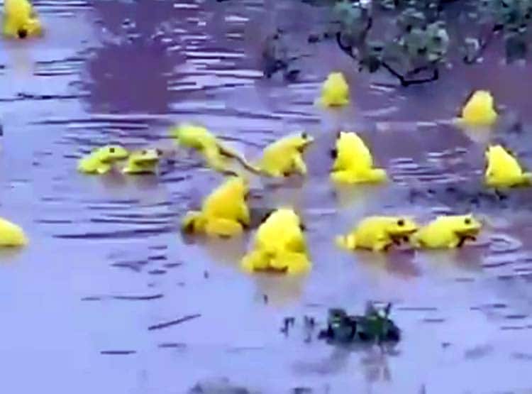 जमीन से अचानक निकलने लगे पीले मेढक, क्या होते हैं शुभ ?