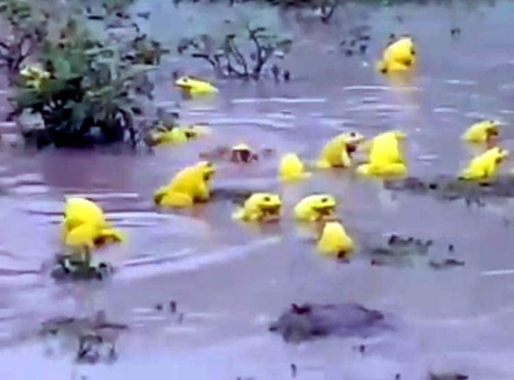 जमीन से अचानक निकलने लगे पीले मेढक, क्या होते हैं शुभ ?