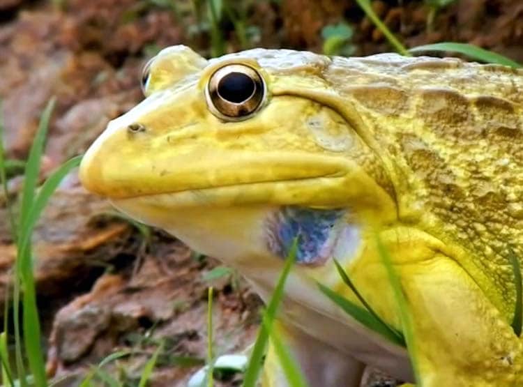 जमीन से अचानक निकलने लगे पीले मेढक, क्या होते हैं शुभ ?