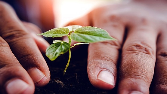 स्टडी में दावा: पौधे लगाकर पर्यावरण को नुकसान पहुंचा रहे हम!