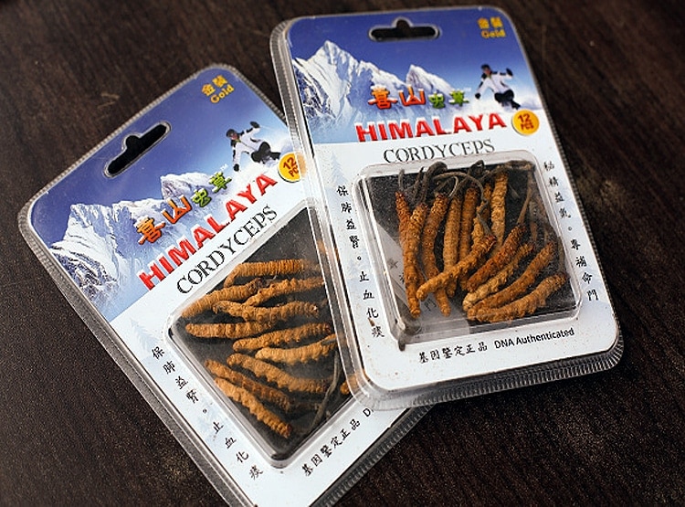 20 लाख रु. KG बिकता है ये कीड़ा, चीन की वजह से चौपट हुआ कारोबार