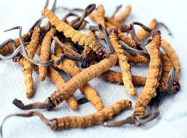 20 लाख रु. KG बिकता है ये कीड़ा, चीन की वजह से चौपट हुआ कारोबार