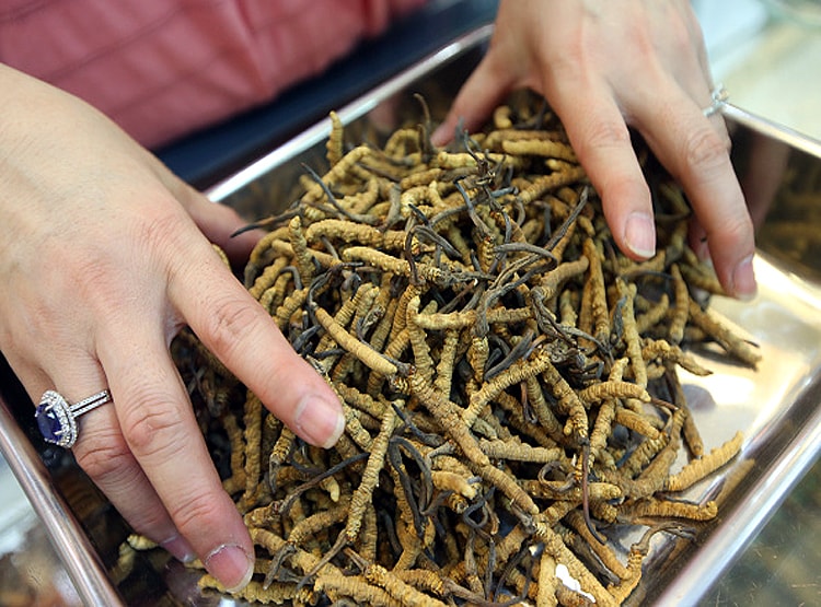 20 लाख रु. KG बिकता है ये कीड़ा, चीन की वजह से चौपट हुआ कारोबार