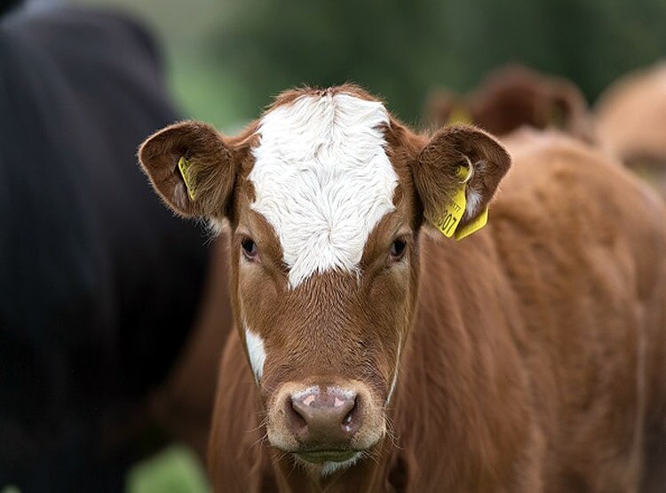 दावाः वैज्ञानिकों ने बनाया ऐसा बैल जिसकी अगली पीढ़ी नर ही पैदा होगी