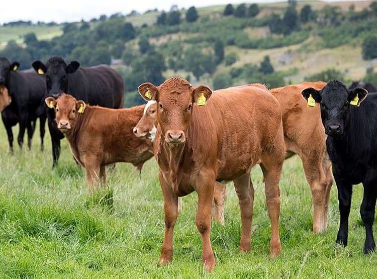 दावाः वैज्ञानिकों ने बनाया ऐसा बैल जिसकी अगली पीढ़ी नर ही पैदा होगी