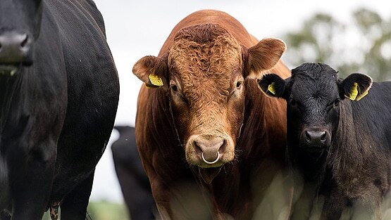 दावाः वैज्ञानिकों ने बनाया ऐसा बैल जिसकी अगली पीढ़ी नर ही पैदा होगी
