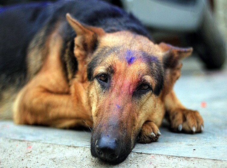पहली बार कोरोना ने ली पालतू कुत्ते की जान, नहीं रहा 'Buddy'