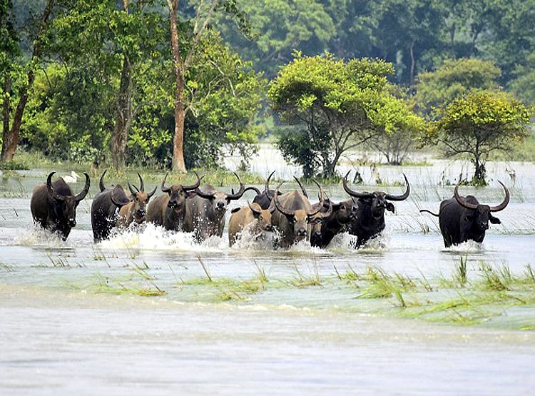 बाढ़ से तहस-नहस हुआ काजीरंगा पार्क, 47 जीवों की मौत, जंगल से भागे बाघ