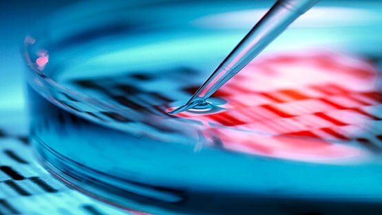 दावाः वैज्ञानिकों ने बनाया ऐसा बैल जिसकी अगली पीढ़ी नर ही पैदा होगी