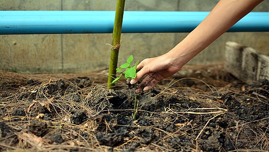 स्टडी में दावा: पौधे लगाकर पर्यावरण को नुकसान पहुंचा रहे हम!