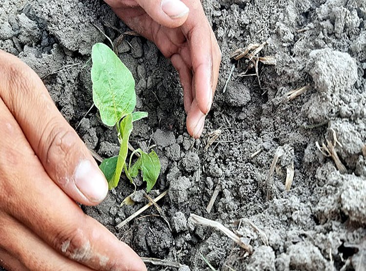 स्टडी में दावा: पौधे लगाकर पर्यावरण को नुकसान पहुंचा रहे हम!