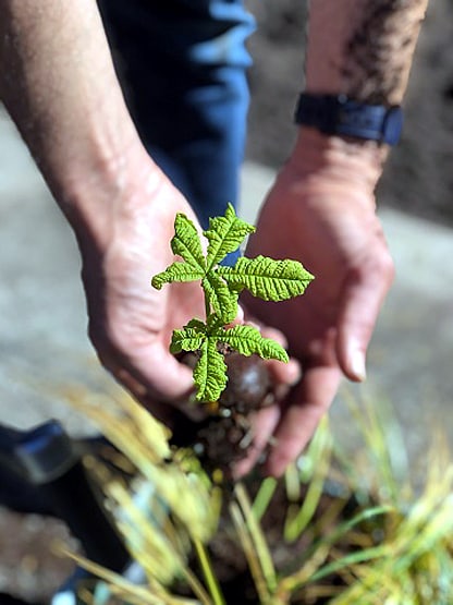स्टडी में दावा: पौधे लगाकर पर्यावरण को नुकसान पहुंचा रहे हम!