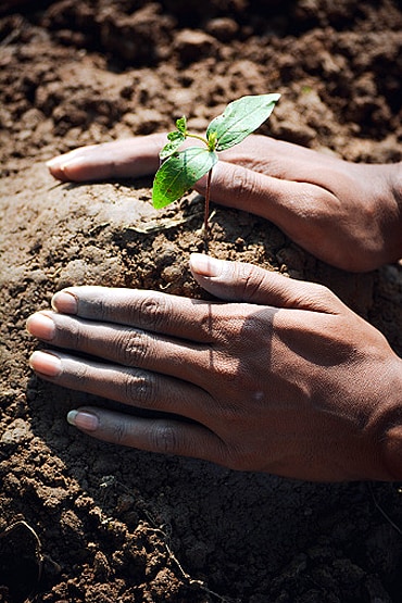 स्टडी में दावा: पौधे लगाकर पर्यावरण को नुकसान पहुंचा रहे हम!