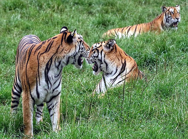 एक मुर्गी के पीछे पड़े 20 बाघ, पेट भरने के लिए मची होड़, देखें Photos