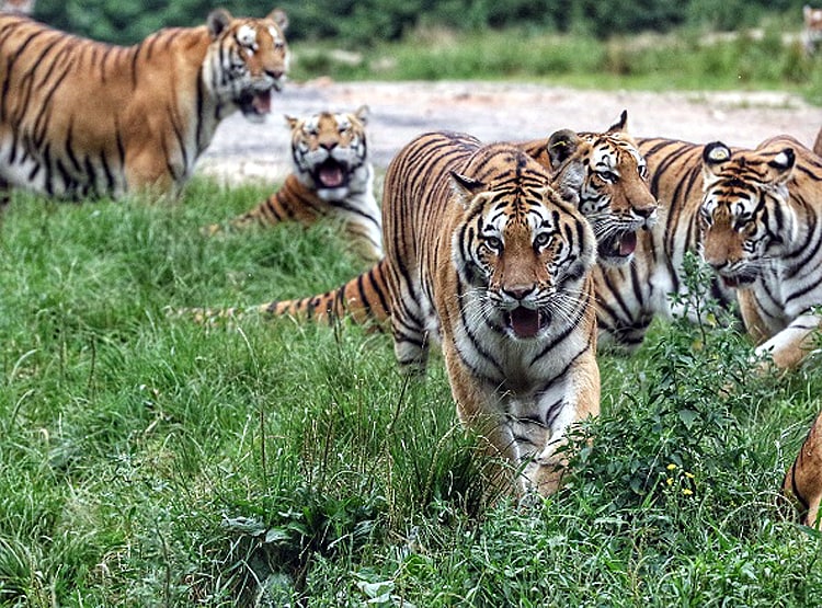 एक मुर्गी के पीछे पड़े 20 बाघ, पेट भरने के लिए मची होड़, देखें Photos