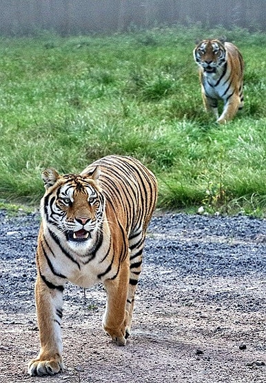 एक मुर्गी के पीछे पड़े 20 बाघ, पेट भरने के लिए मची होड़, देखें Photos
