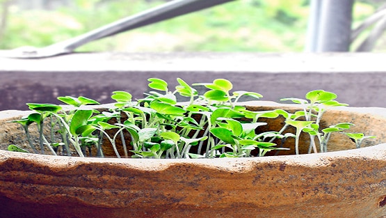 मेथी की सब्जी बताकर खिलाया गांजा, एक परिवार के 6 लोग बीमार