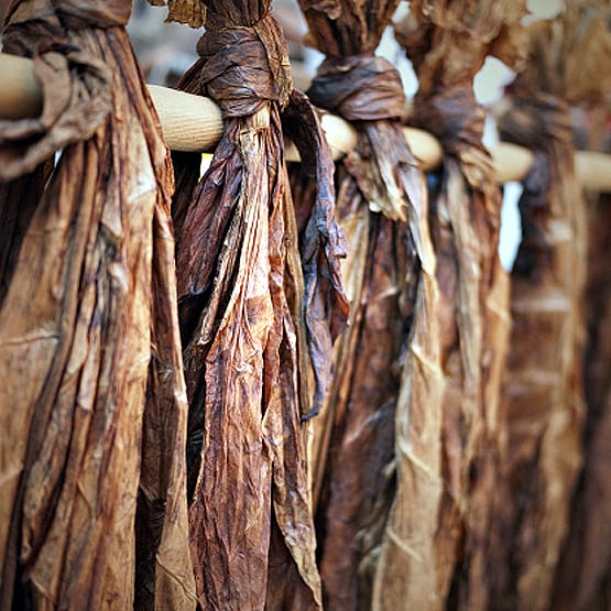 तंबाकू से बना ली कोरोना वैक्सीन? इंसानी परीक्षण की लगाई अर्जी....